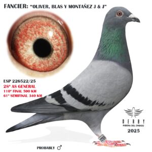 LOTE 01.1- ESP 226522/25 <BR/><BR/> TANDEM OLIVER, BLAS, MONTAÑEZ J & J<BR/><BR/><STRONG><p style="color:#FF0000";>28º AS PALOMA GENERAL, 110º FINAL MONESTERIO</STRONG><BR/><BR/><STRONG><p style="color:#b0d12a";><U>PADRE</U>: 30ª FINAL RINCON COLOMBOFILO DERBY<BR/><BR/><U>MADRE</U>: SUPER REPRODUCTORA : <BR/>FULANITO 1º 817 KM CARMELO YUPI 22/23<BR/>BELILLO 8º 500 KM YUPI 23/24<BR/>TACHA 11º 720 KM YUPI 23/24