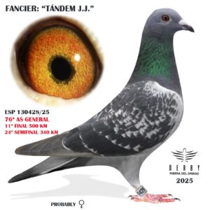 LOTE 16.-    ESP 130428  <BR/><BR/>  TANDEM J.J.<BR/><BR/><STRONG><p style="color:#FF0000";>11º FINAL Y 76º AS PALOMA GENERAL<BR/><BR/>MADRE: 39º FINAL DERBY SOFIA 23 (ORIGINAL VESELIN VALENTINOV)