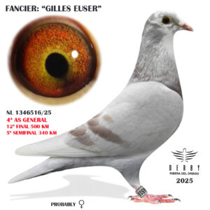 LOTE 17.-    NL  1346516/25 <BR/><BR/>  GUILLES EUSER<BR/><BR/><STRONG><p style="color:#FF0000";>12º FINAL MONESTERIO, 5º SEMIFINAL Y 4º AS PALOMA GENERAL<BR/><BR/><STRONG><p style="color:#b0d12a";><u>SUPER ORÍGENES DE GRAN FONDO!!!</U>