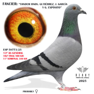 LOTE 16.-    ESP 58773/25  <BR/><BR/> TANDEM HNOS. GUTIÉRREZ,J. GARCÍA Y G. EXPÓSITO<BR/><BR/><STRONG><p style="color:#FF0000";>102º FINAL MONESTERIO, 11º SEMIFINAL Y 13º AS PALOMA GENERAL<BR/><BR/><STRONG><p style="color:#b0d12a";><U>PADRE</U>:24º EXTRA FINAL RIAS BAIZAS 20 (650 KM)<BR/><BR/><U>MADRE</U>: 18º FINAL COSTA DE LUZ 23 Y 5º AS PALOMA GENERAL