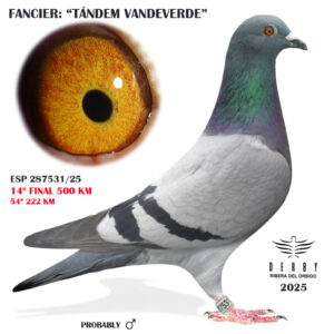 LOTE 15.-    ESP 287531/25 <BR/><BR/>  TANDEM VANDEVERDE 1<BR/><BR/><STRONG><p style="color:#FF0000";>14º FINAL MONESTERIO 500 KM<BR/><BR/><STRONG><p style="color:#b0d12a";><U>PADRE</U>: JANSSEN x G, VANDENABEELE<BR/><BR/><U>MADRE</U>: DIRK VAN DEN BULCK