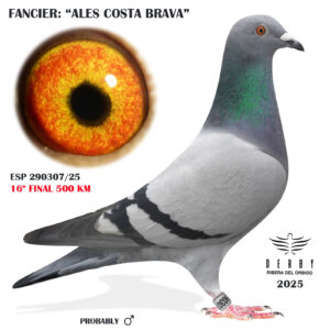 LOTE 14.-    ESP 290307/25  <BR/><BR/> ALES COSTA BRAVA<BR/><BR/><STRONG><p style="color:#FF0000";>16º FINAL MONESTERIO 500 KM<BR/><BR/><STRONG><p style="color:#b0d12a";><BR/><U>PADRE</U>: 1º FINAL COSTA DE LUZ Y 3º AS PALOMA GENERAL 24<BR/><BR/><U>MADRE</U>: CONSANGUINEA "TITO" 1º REG. JÓVENES CATALUÑA