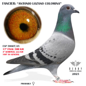 LOTE 15.-     ESP 59807/25  <BR/><BR/>  ANTONIO LOZANO<BR/><BR/><STRONG><p style="color:#FF0000";>17º FINAL MONESTERIO 500 KM Y 4º SEMIFINAL<BR/><BR/>PADRE: 6º FINAL Y 5º AS DERBY LA LUZ 22 (ISIDOOR & BEN THIJS) x MADRE: 3º MARISMAS (501 KM)</STRONG>