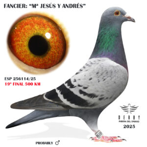 LOTE 14.-     ESP  256114/25 <BR/><BR/>  Mª JESÚS Y ANDRÉS<BR/><BR/><STRONG><p style="color:#FF0000";>19º FINAL MONESTERIO 500 KM y 4º  222 KM (SUELTA MUY DURA)<BR/><BR/>PADRE: 1º AS PALOMA DERBY RIAS BAIXAS 2020 (G.Valero x E.Carboni) x MADRE:(Batenburg x 1ª Reg. Valencia)</strong>