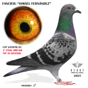 LOTE 16.- ESP 245070/25 <BR/><BR/> ISMAEL FERNÁNDEZ<BR/><BR/><STRONG><p style="color:#FF0000";> 1º FINAL MONESTERIO Y 59º AS PALOMA GENERAL<BR/><BR/><STRONG><p style="color:#b0d12a";><U>PADRE</U>:CONSANGUINEO LINEA ZAGATO (HOK REIJNEN)<BR/><BR/><U>MADRE</U>: EXCELENTE REPRODUCTORA <BR/>2º DE 811 KM x TODOROV
