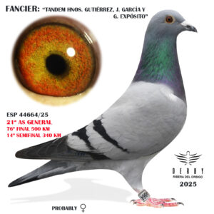 LOTE 09.- ESP 44664/25 <BR/><BR/> TANDEM HNOS. GUTIERREZ,J. GARCIA Y G. EXPÓSITO<BR/><BR/><STRONG><p style="color:#FF0000";>76º FINAL MONESTERIO, 21º AS PALOMA GENERAL Y 14º SEMIFINAL<BR/><BR/><STRONG><p style="color:#b0d12a";><U>PADRE</U>: VOLADO DERBY ALGARCE<BR/><BR/><U>MADRE</U>: VOLADO DERBY COSTA LUZ 700 KM