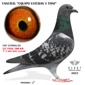 LOTE 13.-    ESP 157094/25<BR/><BR/>  EQUIPO ESTEBAN & TONI<BR/><BR/><STRONG><p style="color:#FF0000";>22º FINAL MONESTERIO Y 7º 222 KM (SUELTA DURÍSIMA!!!)<BR/><BR/><U>PADRE</U>: PADRE 3º AS PALOMA DERBY COSTA DEL SOL Y 22º FINAL DERBY RIBERA 25<BR/><BR/><U>MADRE</U>: 1º DERBY COSTA DE LA LUZ Y 1º AS PALOMA GENERAL 23<BR/><BR/><STRONG><p style="color:#b0d12a";>POR PARTE DE PADRE TIENE 1 HERMANO 3º AS DERBY COSTA SOL Y POR PARTE DE MADRE UN HIJO 19º FINAL COSTA DEL SOL, 10º AS COSTA SOL INVIERNO 24/25