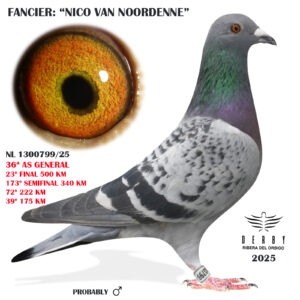 LOTE 13.-     NL 1300799/25 </BR></BR>   NICO VAN NOORDENNE<BR/><BR/><STRONG><p style="color:#FF0000";>23º FINAL Y 34º AS PALOMA GENERAL <BR/><BR/>PADRE GARCÍA (SUPER REPRODUCTOR)  UN HERMANO EN 2022 FUE LA MEJOR PALOMA DEL DERBY EN LAS 4 CARRERAS MÁS LARGAS (INCLUIDA 620 KM)<STRONG/>