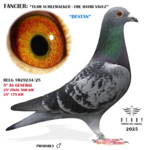 LOTE 13.- BELG 1029234/25<BR/><BR/> TEAM SCHEEMAEKER - FRE HAYRI YAVUZ<BR/><BR/><STRONG><p style="color:#FF0000";>25º FINAL Y 5º AS PALOMA GENERAL</STRONG>