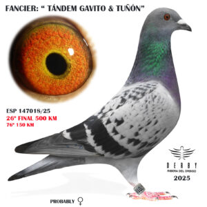 LOTE 12.-    ESP 147018/25 <BR/><BR/>  TANDEM GAVITO & TUÑÓN<BR/><BR/><STRONG><p style="color:#FF0000";>26º FINAL MONESTERIO 500 KM<BR/><BR/><STRONG><p style="color:#b0d12a";><U>PADRE</u>: "JOHN HELLEN" ORIGINAL DENNIS VEUGELERS 51º NPO SOURDUN 3.123 PALOMAS