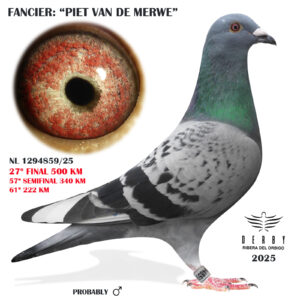 LOTE 06.- NL 1294859/25 <BR/><BR/> PIET VAN DE MERWE<BR/><BR/><STRONG><p style="color:#FF0000";>27º FINAL MONESTERIO<BR/><BR/><STRONG><p style="color:#b0d12a";><u>PADRE</U>: NIETO DE JEF (EXTRAORDINARIO REPRODUCTOR)<BR/><BR/><U>MADRE</U>: CONSANGUINEA DE LLOYD<BR/><BR/> <U> HERMANO PURO DE 3º EXTRA FINAL 2024 DERBY RIBERA DEL ÓRBIGO</u>