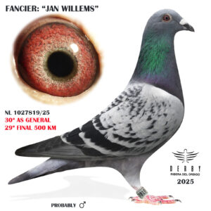 LOTE 12.-     NL 1027819/25  <BR/><BR/>  JAN WILLEMS<BR/><BR/><STRONG><p style="color:#FF0000";>29º FINAL Y 30º AS PALOMA GENERAL<BR/><BR/>SUPER PALOMAR!!! 3º PUESTO FINAL EDICIÓN 2024</STONG>