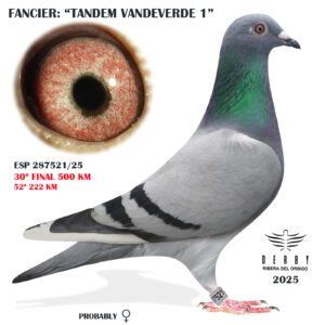 LOTE 11.-     ESP 287521/25  <BR/><BR/>  TANDEM VANDEVERDE 1<BR/><BR/><STRONG><p style="color:#FF0000";>30º FINAL MONESTERIO 500 KM Y 52º 222KM (SUELTA MUY DURA) <BR/><BR/>PADRE: LEO HEREMANS x MADRE: SERGIO DELGADO</STRONG>