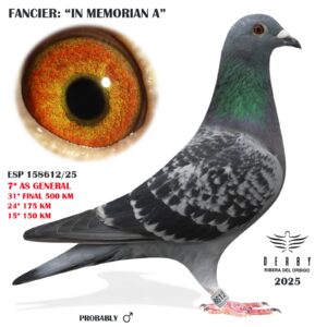 LOTE 11.- ESP 158612/25<BR/><BR/> IN MEMORIAN A<BR/><BR/><STRONG><p style="color:#FF0000";>31º FINAL,6º AS VELOCIDAD Y 7º AS PALOMA GENERAL</STRONG>