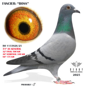 LOTE 10.-     RO 1133826/25  <BR/><BR/>  BOSS<BR/><BR/><STRONG><p style="color:#FF0000";>32º FINAL Y 71º AS PALOMA GENERAL<BR/><BR/>PADRE: ORIGINAL ZG HELIOS, 345 COTAL SOL 23 X MADRE:  TODOROV x VEENSTRA, 218 DERBY CORABIA 23</STRONG>