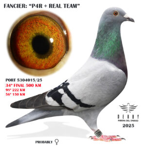 LOTE 10.-    PORT 5304015/25 <BR/><BR/>   P4R & REAL TEAM<BR/><BR/><STRONG><p style="color:#FF0000";><U>PADRE</u>: HIJO DEL "51" AS VEL 09,AS GENERAL Y MEDIO FONDO 10<BR/><BR/><U>MADRE</u>:  R & EDDY GROTJANS x GABY VANDENABEELE (BLIKSEM, JAMES BOND, TURBO JUNIOR)