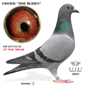 LOTE 09.- ESP 277135 /25<BR/><BR/>JOSÉ BUADES<BR/><BR/><STRONG><p style="color:#FF0000";>37º FINAL MONESTERIO 500 KM</STRONG>