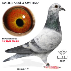 LOTE 09.-     ESP 286626/25  <BR/><BR/> JOSE & XAVI TENA<BR/><BR/><STRONG><p style="color:#FF0000";>29º FINAL MONESTERIO 500 KM<BR/><BR/>PADRE: VERWEIJ DE HAAN, 27º EXTRA FINAL 23 (650 KM) Y 42º AS PALOMA x MADRE: LINEAS GRAN FONDO JOSÉ TENA (2 campeonato absoluto Cataluña 2025 3 campeonato gran fondo Cataluña 2025  Campeón gran fondo club 2022/23/24/25)</STRONG>