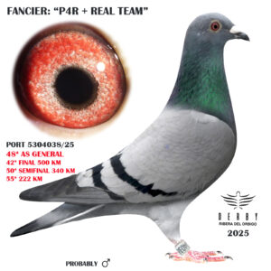 LOTE 08.-     PORT 5304038/25  <BR/><BR/>   P4R+REAL TEAM<BR/><BR/><STRONG><p style="color:#FF0000";>42º FINAL Y 48º AS PALOMA<BR/><BR/>PADRE: HIJO DE "LA 77", ANILLA DE ORO Y PLATA SOC. COL. CANIDELO 2017 y 18 x MADRE: LINEA VAN DEN BULCK</STRONG>