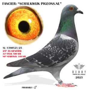 LOTE 08.-    NL 1389521/25  <BR/><BR/>  SCHALKWIJK PIGEONS.NL<BR/><BR/><STRONG><p style="color:#FF0000";>44º FINAL MONESTERIO,80º SEMIFINAL Y 25º AS PALOMA GENERAL<BR/><BR/><STRONG><p style="color:#b0d12a";><U>PADRE</U>: BRIVERKERK 296 (G & S VERKERK x MADRE CAMP. MARATÓN)<BR/><BR/><U>MADRE</U>: GABINA 723 (HIJA DE BARÓN:CONSANGUINEO GOEDE GRIJS: LEIDEMAN  x  HIJA DE RACHEL EIJERKAMP)<BR/><BR/><U>ESTA PALOMA ES HERMANO DE 913 Y 914 QUE OBTUVIERON EXTRAORDINARIOS RESULTADOS EN AFRIKA PRO 25!!!!</U>