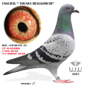 LOTE 14.- MAR-LCM 00139/25 <BR/><BR/> YOUNES BENLKORCHI<BR/><BR/><STRONG><p style="color:#FF0000";>4º FINAL MONESTERIO Y 15º AS PALOMA GENERAL<BR/><BR/><STRONG><p style="color:#b0d12a";><U>PADRE</U>: HIJO DE BLUE BEST KITTEL (1º NAC, VELOCIDAD 21, 4º NAC. VELOCIDAD 19 BELGICA)<BR/><BR/><U>MADRE</U>:NIETA "ORNAT" 1º SOUTH AFRICA 2012 (MIKE GANUS)<BR/><BR/><U>SUPER ORÍGENES!!!</U>