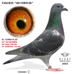 LOTE 02.- NL 1280214/24 <BR/><BR/> AD FORTUIN<BR/><BR/><STRONG><p style="color:#FF0000";>50º FINAL , 44º SEMIFINAL Y 51º AS PALOMA GENERAL<BR/><BR/><STRONG><p style="color:#b0d12a";><U>PADRE</U>: HIJO DE AD 2º INT, PERPIGNAN 22 x JANA 3º INT. PERPIGNAN 22 <BR/><BR/><U>MADRE</U>: HIJA LOYD (SUPER REPRODUCTORA)