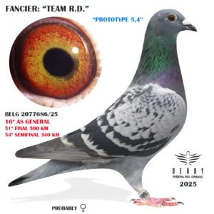 LOTE 06.-    BELG 2077686/25   <BR/><BR/> TEAM R.D.<BR/><BR/><STRONG><p style="color:#FF0000";>51º FINAL, 54º SEMIFINAL Y 16º AS PALOMA GENERAL <BR/><BR/><STRONG><p style="color:#b0d12a";>PALOMAR BELGA CON MUY POCAS PALOMAS Y EXCELENTES RESULTADOS