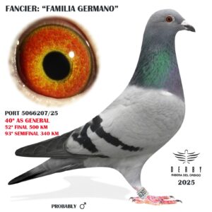 LOTE 06.-    PORT 5066207/25 <BR/><BR/>     FAMILIA GERMANO<BR/><BR/><STRONG><p style="color:#FF0000";>52º FINAL Y 40º AS PALOMA GENERAL <BR/><BR/>PADRE: ORIGINAL S.G. STEFFL x MADRE: SUPER FONDISTA 1º DISTRITAL MIRANDA DE EBRO!!!</STRONG>