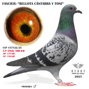 LOTE 05.-    ESP 157122/25  <BR/><BR/>  EQUIPO BELLOTA CÁNTABRA Y TONI<BR/><BR/><STRONG><p style="color:#FF0000";>53º FINAL MONESTERIO 500 KM<BR/><BR/><STRONG><p style="color:#b0d12a";><U>PADRE</U>: NIELS BROECKS (EXCELENTES PRESTACIONES EN VELOCIDAD)<BR/><BR/><U>MADRE</U>:MEDALLA DE BRONCE REGIONAL 217 (PADRE DE MEDALLA DE ORO) x ROODHOOFT