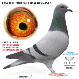 LOTE 03.-    ESP 71411/25  <BR/><BR/>  BOUSSELHAM BENNANE<BR/><BR/><STRONG><p style="color:#FF0000";>58º FINAL MONESTERIO, 35º SEMIFINAL Y 20º AS GENERAL<BR/><BR/><STRONG><p style="color:#b0d12a";><U>PADRE</U>: ORIGINAL ETIENNE MEIRLANE HIJO DE "SUPERIOR COR" 28º NAC. LIBOURNE<BR/><BR/><U>HERMANO PURO DEL 1º FINAL MONESTERIO 2024 Y 1º AS PALOMA GENERAL 2024</U>