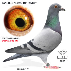 LOTE 18.- PORT 5037591/25<BR/><BR/>LONG DISTANCE<BR/><BR/><STRONG><p style="color:#FF0000";>5º FINAL MONESTERIO 500 KM</STRONG>