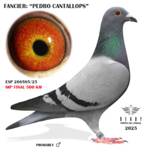 LOTE 02.-    ESP 266685/25  <BR/><BR/>  PEDRO CANTALLOPS<BR/><BR/><STRONG><p style="color:#FF0000";>60º FINAL MONESTERIO 500 KM<BR/><BR/><STRONG><p style="color:#b0d12a";><u>PADRE</U>: 26º AS PALOMA RIBERA 2024<BR/>VAN DAMME-WEYNS (BELG)<BR/><BR/><U>MADRE</U>: 8º AS PALOMA RIBERA 23 (17º FINAL MONESTERIO)