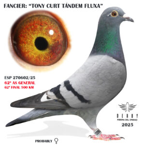 LOTE 04.-    ESP  270602/25  <BR/><BR/>   TONI CURT-TANDEM FLUXA<BR/><BR/><STRONG><p style="color:#FF0000";>62º FINAL Y 62º AS GENERAL<BR/><BR/>PADRE: FLORIZOONE, VIAJADO DE NARBONE 800 KM x MADRE: STICHELBAULT x FLORIZOONE <BR/><BR/>SUPER ORÍGENES DE GRAN FONDO!!!</STRONG>