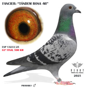 LOTE 03.-    ESP  13233/25  <BR/> <BR/>    TANDEM ROSA-MI<BR/><BR/><STRONG><p style="color:#FF0000";>63º FINAL MONESTERIO 500 KM <BR/> <BR/>PADRE ORIGINAL DINA SIERENS 163º COSTA LUZ 21 x MADRE: PEDRO SIMÄO </STRONG>