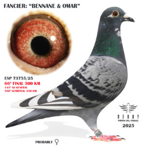 LOTE 01.-    ESP 73755/25   <BR/><BR/> BENNANE & OMAR  <BR/><BR/><STRONG><p style="color:#FF0000";>66º FINAL MONESTERIO 500 KM<BR/><STRONG><p style="color:#b0d12a";><U>PADRE</U>: NIETO DE ORNAT (1º AS PALOMA SOUTHAFRICA 13) GANUS FAMILY