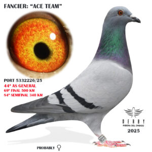 LOTE 02.-    PORT 5332226/25   <br/> <br/>    ACE TEAM<BR/><BR/><p style="color:#FF0000";>69º FINAL Y 44º AS PALOMA GENERAL<br/><STRONG><p style="color:#FF0000";>MADRE CONSANGUINEA DE "AVANTI" MEJOR REPRODUCTOR</STRONG>