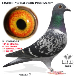 LOTE 13.- NL 1380600/25 <BR/><BR/> SCHALKWIJK PIGEONS.NL<BR/><BR/><STRONG><p style="color:#FF0000";>6º FINAL MONESTERIO Y 17º AS PALOMA GENERAL<BR/><BR/><STRONG><p style="color:#b0d12a";><U>PADRE</U>:BRIVERKERK (ORIGINAL G & S VERKERK) SUPER REPRODUCTOR!!!!<BR/><BR/><U>MADRE</U>:CONSANGUINEA LITTLE FINN (TOM VAN GAVER)