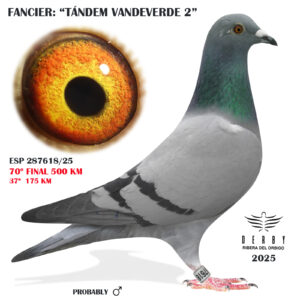 LOTE 01.-    ESP  287518/25   <BR/> <BR/>   TANDEM VANDEVERDE 2<BR/><BR/><STRONG><p style="color:#FF0000";>70º FINAL MONESTERIO 500 KM<BR/> <BR/>HERMANO DE 4º AS PALOMA DERBY EL TORCAL (duro por altas temperatuas)</strong>