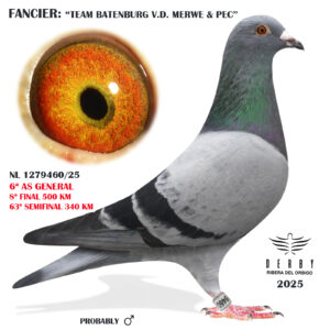 LOTE 12.- NL 1279460/25 <BR/><BR/> TEAM BATENBURG V.D. MERWE - PEC<BR/><BR/><STRONG><p style="color:#FF0000";>8º FINAL MONESTERIO, 6º AS PALOMA GENERAL Y 63º SEMIFINAL<BR/><BR/><STRONG><p style="color:#b0d12a";><U>PADRE</U>:HIJO DE <U>JEF : SUPER REPRODUCTOR</u> (1º INT, BAR. 19) x NAOMI (2º NAC. BERGERAC - J. JELLEMA)<BR/><BR/><U>MADRE</U>: 16º NAC. NARBONNE 25, MEDIO HERMANA 3º NAC. DAX 25(NORA)<BR/><BR/><U>SUPER ORÍGENES CON EXTRAORDINARIOS RESULTADOS!!!</u>