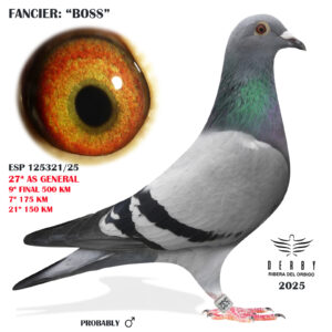 LOTE 18.-    ESP 125321/25 <BR/><BR/>   BOSS<BR/><BR/><STRONG><p style="color:#FF0000";>9º FINAL Y 27º AS PALOMA GENERAL<BR/><BR/>PADRE: ORIGINAL SG STEFFL (NIETO GIGANTEEN PAAR) SUPER REPRODUCTOR!!! x MADRE: 100% ZG HELLIOS , TAMBIÉN EXCELENTE REPRODUCTORA!!!</STRONG>