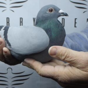 LOTE 11.- 105º EXTRA FINAL 700 KM<BR/> <BR/> ESP 4303/25 MIHAI TITUS</A><BR/><BR/><STRONNG><p style="color:#FF0000";>PADRE: <BR/><BR/>MADRE: </STRONG><BR/><BR/><STRONG><p style="color:#b0d12a";>