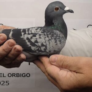 LOTE 11.- 117º EXTRA FINAL 700 KM<BR/> <BR/> POR 5037593/25 PEDRO CANTALLOPS</A><BR/><BR/><STRONNG><p style="color:#FF0000";>PADRE: <BR/><BR/>MADRE: </STRONG><BR/><BR/><STRONG><p style="color:#b0d12a";>