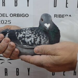 LOTE 10.- 120º EXTRA FINAL 700 KM<BR/> <BR/> ESP 9334/25 EQUIPO CARDÓN DE ANDRADE</A><BR/><BR/><STRONNG><p style="color:#FF0000";>PADRE: <BR/><BR/>MADRE: </STRONG><BR/><BR/><STRONG><p style="color:#b0d12a";>