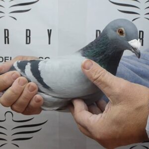 LOTE 09.- 134º EXTRA FINAL 700 KM<BR/> <BR/> POR 5268068/25 POMBOS DO MARCIANO</A><BR/><BR/><STRONNG><p style="color:#FF0000";>PADRE: <BR/><BR/>MADRE: </STRONG><BR/><BR/><STRONG><p style="color:#b0d12a";>