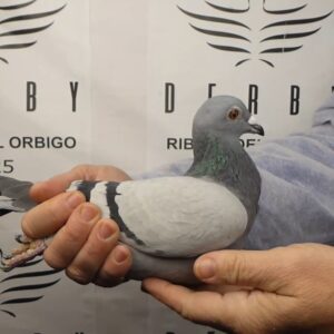 LOTE 07.- 156º EXTRA FINAL 700 KM<BR/> <BR/> ESP 7547/25 TANDEM IONESCU & PASCU</A><BR/><BR/><STRONNG><p style="color:#FF0000";>PADRE: <BR/><BR/>MADRE: </STRONG><BR/><BR/><STRONG><p style="color:#b0d12a";>