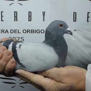 LOTE 06.- 166º EXTRA FINAL 700 KM<BR/> <BR/> NL 1294857/25 PIET VAN DE MERWE</A><BR/><BR/><STRONNG><p style="color:#FF0000";>PADRE: <BR/><BR/>MADRE: </STRONG><BR/><BR/><STRONG><p style="color:#b0d12a";>