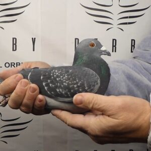 LOTE 04.- 186º EXTRA FINAL 700 KM<BR/> <BR/> ESP 32088/25 JULIAN DINU (ACTIVADA EXTRA FINAL LONG DISTANCE)</A><BR/><BR/><STRONNG><p style="color:#FF0000";>PADRE: <BR/><BR/>MADRE: </STRONG><BR/><BR/><STRONG><p style="color:#b0d12a";>