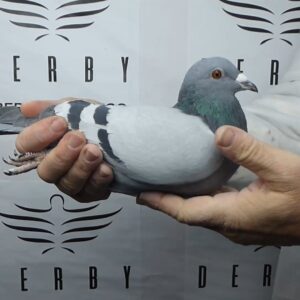 LOTE 03.- 189º EXTRA FINAL 700 KM<BR/> <BR/> ESP 71408/25 BENNANE & COSMIN</A><BR/><BR/><STRONNG><p style="color:#FF0000";>PADRE: <BR/><BR/>MADRE: </STRONG><BR/><BR/><STRONG><p style="color:#b0d12a";>