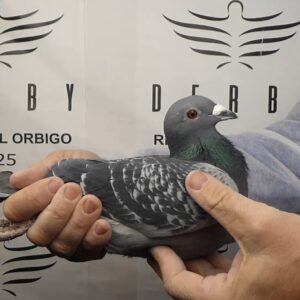 LOTE 02.- 193º EXTRA FINAL 700 KM<BR/> <BR/> BELG 3042227/25 EMIEL DENYS & DINA SIERENS</A><BR/><BR/><STRONNG><p style="color:#FF0000";>PADRE: <BR/><BR/>MADRE: </STRONG><BR/><BR/><STRONG><p style="color:#b0d12a";>