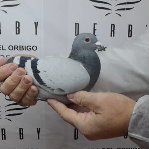 LOTE 01.- 197º EXTRA FINAL 700 KM<BR/> <BR/> ESP 297023/25 ANTONIO PINILLA (ACTIVADA EXTRA FINAL LONG DISTANCE)</A><BR/><BR/><STRONNG><p style="color:#FF0000";>PADRE: <BR/><BR/>MADRE: </STRONG><BR/><BR/><STRONG><p style="color:#b0d12a";>